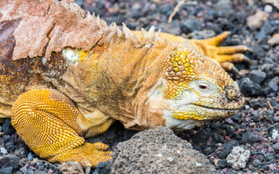 Exploring Some Principal Industries in Ecuador