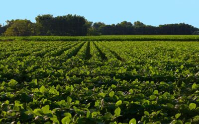 Reasons to invest in agribusiness in Uruguay