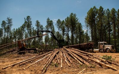 Almost six million hectares have the potential to develop forestry investments in Paraguay