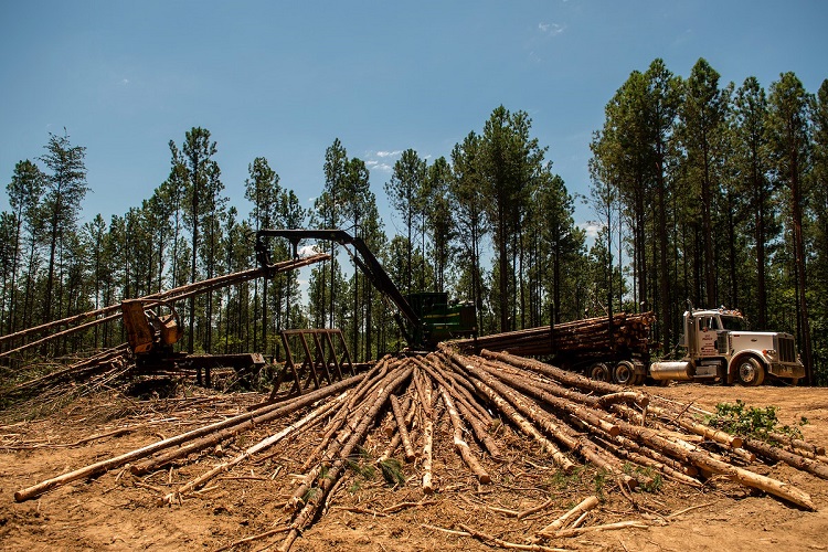 Almost six million hectares have the potential to develop forestry investments in Paraguay