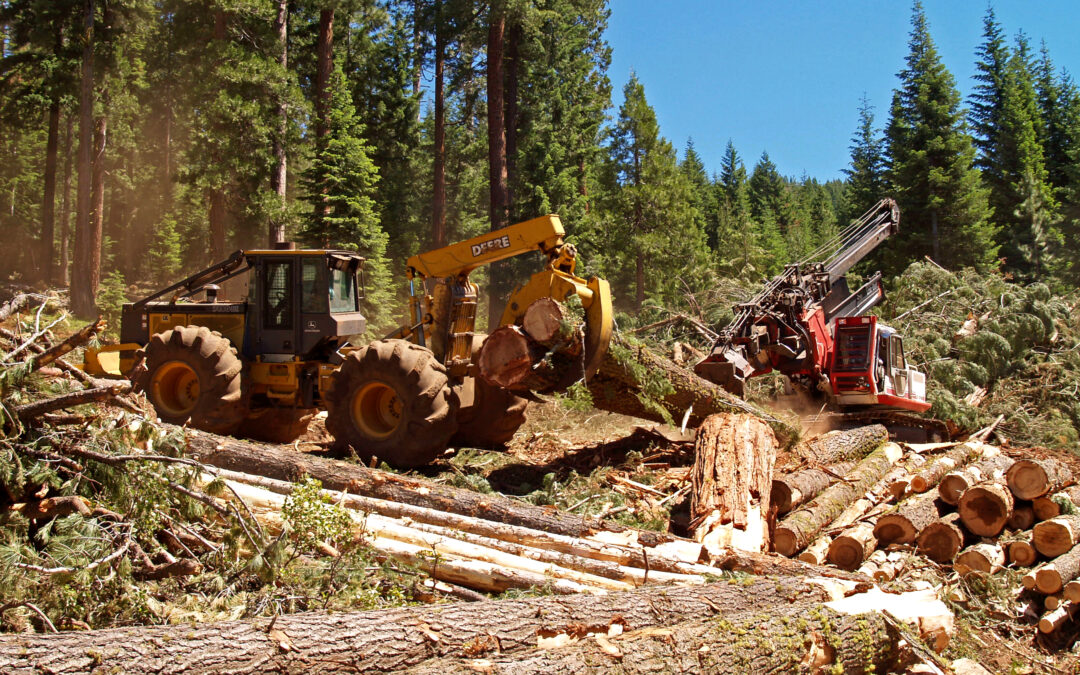 Oji Holdings’ Investment in Uruguay: A $287 Million Deal for Agricultural Land