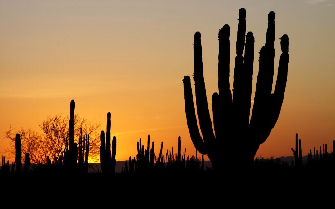 The Impact of Foreign Investment in Sonora: Driving Growth in Manufacturing, Energy, and Mining