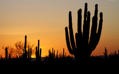 The Impact of Foreign Investment in Sonora: Driving Growth in Manufacturing, Energy, and Mining