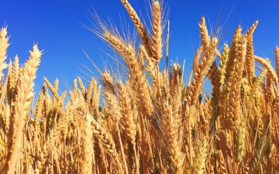 Potential Impacts of the Mercosur-EU Trade Agreement on Argentine Agriculture