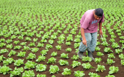 The Principal Industries in Guatemala and Their Job Prospects