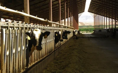 2024 Uruguayan Exports Outpace the Prior Year