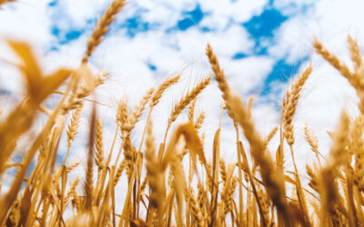 What Types of Investments Are Essential for the Growth of the Agribusiness Sector in Argentina?