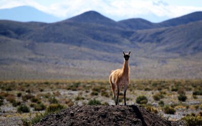 Innovation, Security, and Talent: Keys to Attracting Investment to Chile