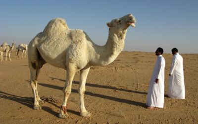 Peru and Saudi Arabia: Expanding Trade, Investment, and Strategic Cooperation