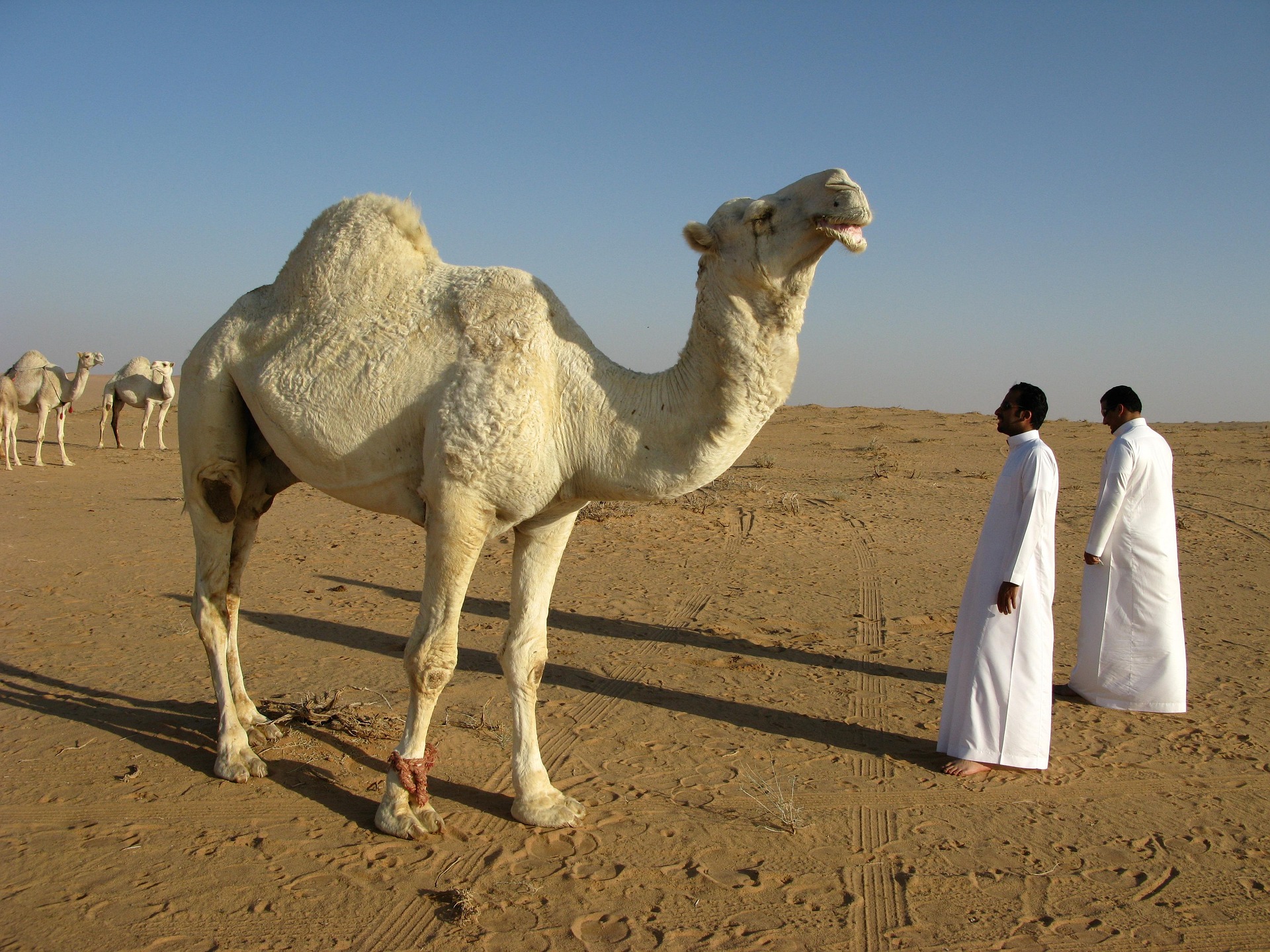 saudi-arabia-95500_1920 Peru and Saudi Arabia