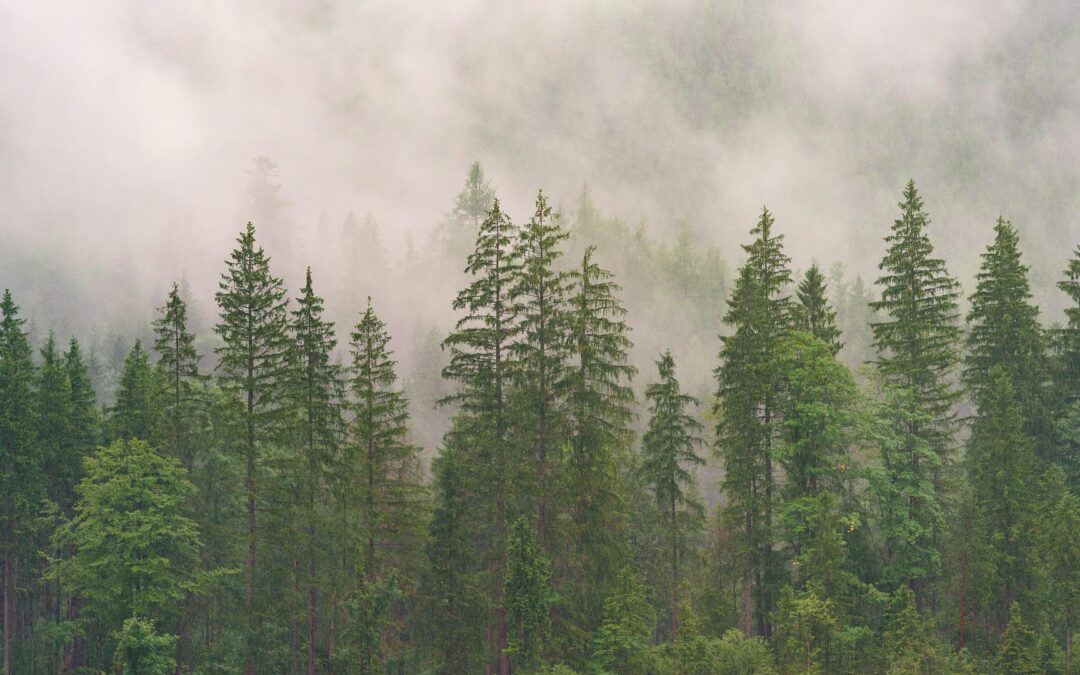 The Paraguayan forestry sector experienced significant progress in 2025.