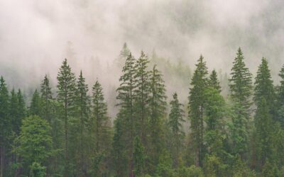 The Paraguayan forestry sector experienced significant progress in 2025.