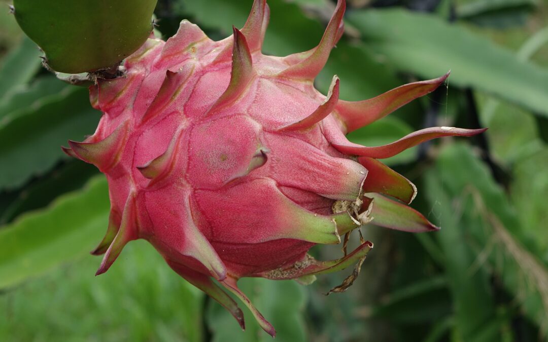 The United States and Ecuador Reciprocal Trade Agreement